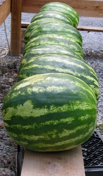 A group of home grown watermelons in a line. 
