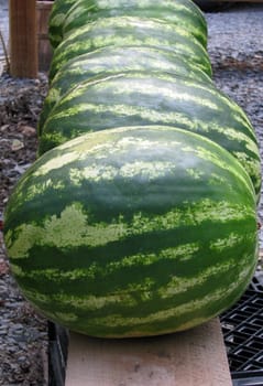 A group of home grown watermelons in a line. 
