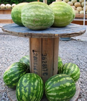 A group of home grown watermelons and cantaloupes.
