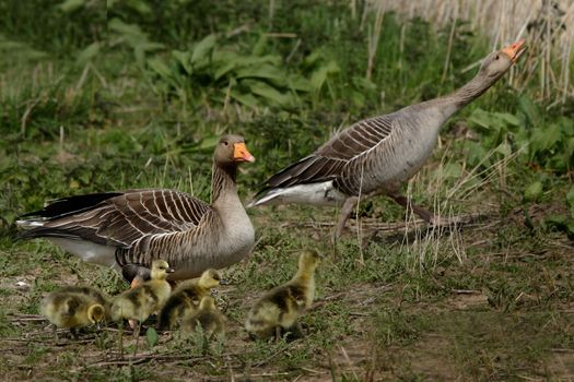 Adult Greylag Geese protect their Young.