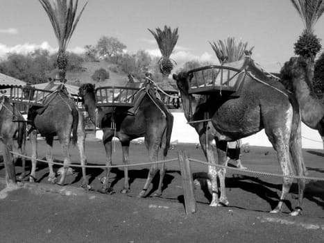 Some camels in Maspalomas in Gran Canaria.
