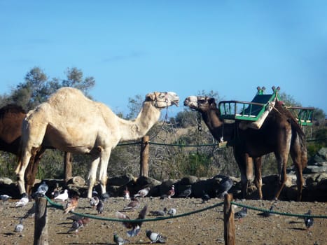 Some camels in Maspalomas in Gran Canaria.