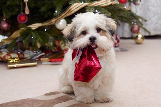 Cute lhasa apso puppy carrying a present