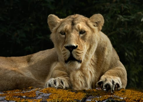 A Lioness resting.