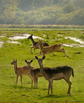 Young Fallow deer roam free on the South Downs in Sussex, England.