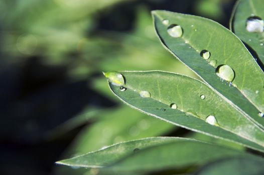 Morning drops on flower leaf