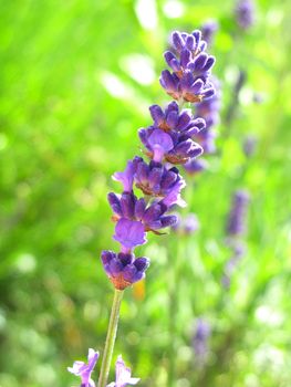 lavender spike