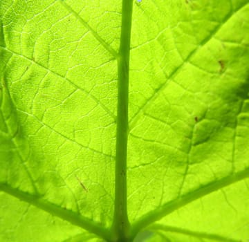 backlit leaf