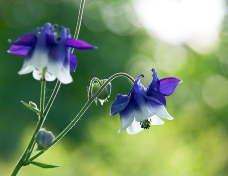 Campanula