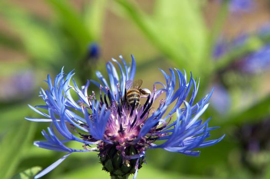 Cornflowers