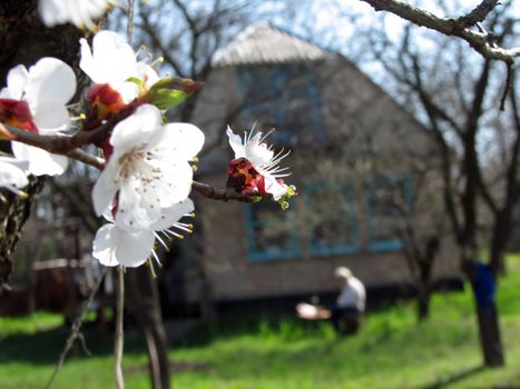 Man rest in Apricot garden, nature