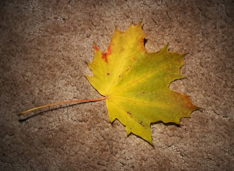 Autumn leaf on textured background