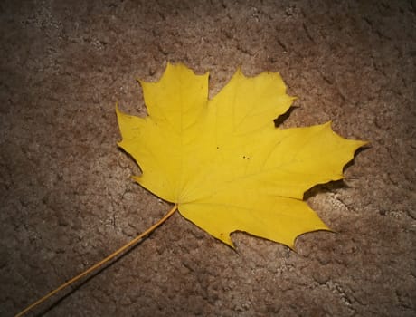 Autumn leaf on textured background