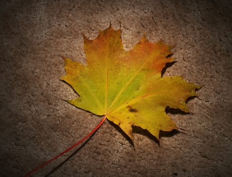 Autumn leaf on textured background
