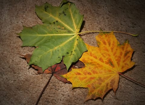 Autumn leaves on textured background