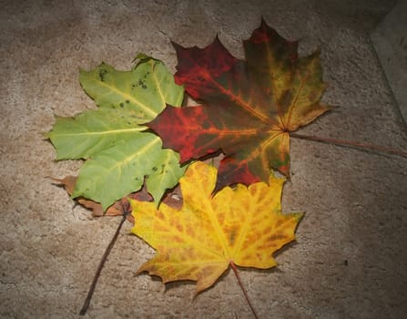 Autumn leaves on textured background