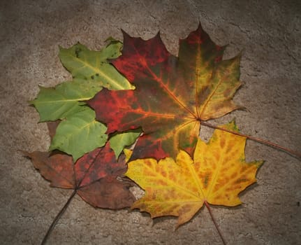 Autumn leaves on textured background