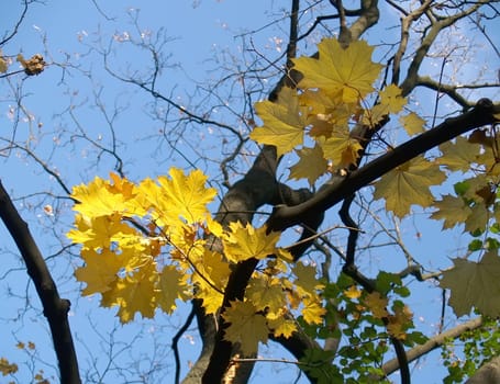 autumnal leaves in park which shines in morning sunlight