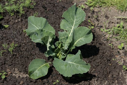 Cabbage in a kitchen garden