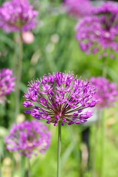 allium flowers