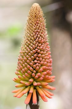 kniphofia