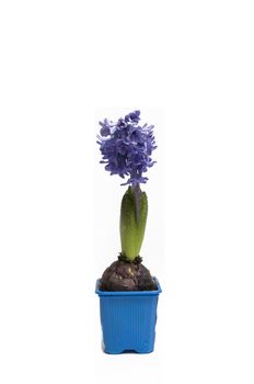 close up on a small pot with a lovely blue hyacinth in the spring, isolated on white