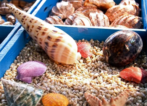 different beautiful seashells from the Mediterranean