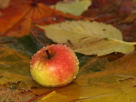 Rain drops fall on the apple and fallen down autumn leaves which lays in water