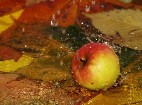 Rain drops fall on the apple and fallen down autumn leaves which lays in water