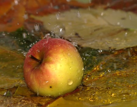 Rain drops fall on the apple and fallen down autumn leaves which lays in water