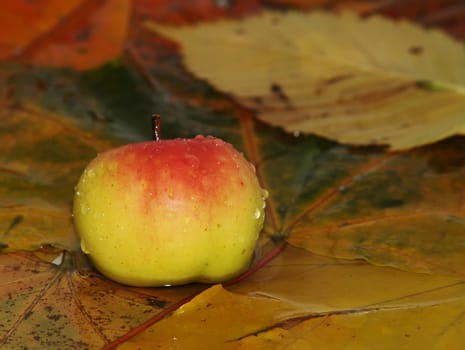 Rain drops fall on the apple and fallen down autumn leaves which lays in water