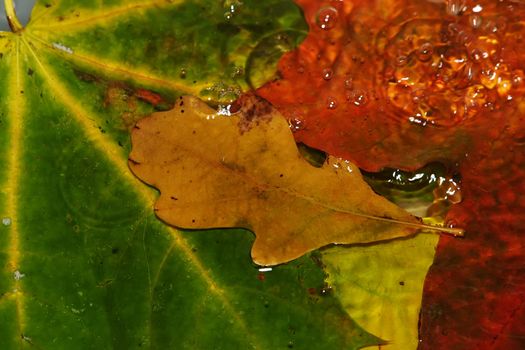 Rain drops fall on fallen down autumn leaves which lays in water