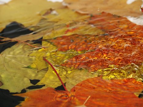 Rain drops fall on fallen down autumn leaves which lays in water