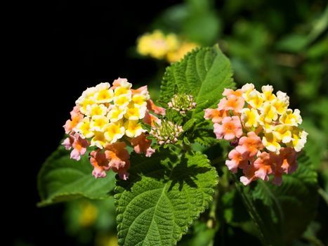 Flowers red and yellow on a black background