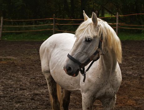 Horse in paddock. Melancholy white horse is alone.