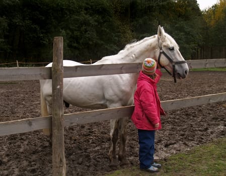 Horse in paddock.The child caresss a white horse