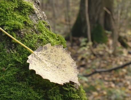 The fallen down leaf on a mossy tree in an autumn wood