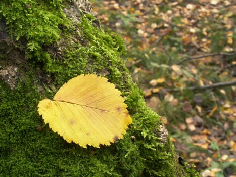 The fallen down leaf on a mossy tree in an autumn wood