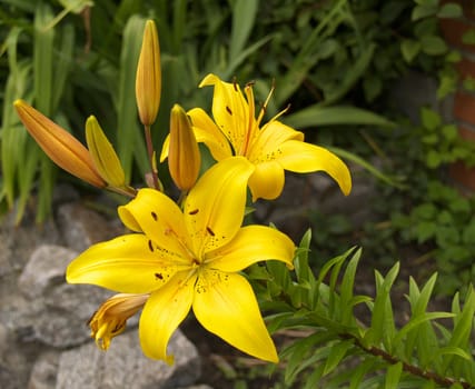 The blossoming lily grows in a flower bed