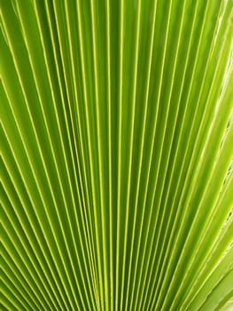 Mexican Fan Palm which can use like background