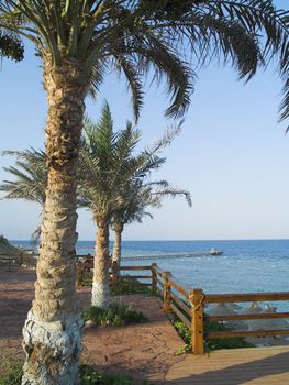 Tropical view. Palms and Beach. Red sea. Egypt