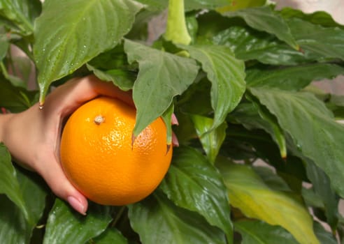 Hand plucking orange, on background of green leaves