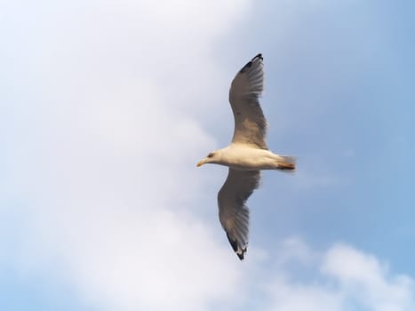 Seagull in wide-winged flight against a clear blue sky