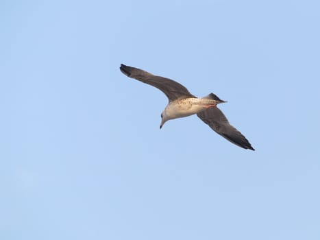 Seagull in wide-winged flight against a clear blue sky