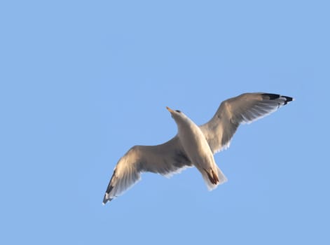 Seagull in wide-winged flight against a clear blue sky