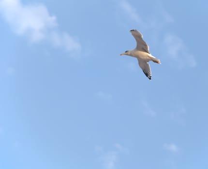 Seagull in wide-winged flight against a clear blue sky