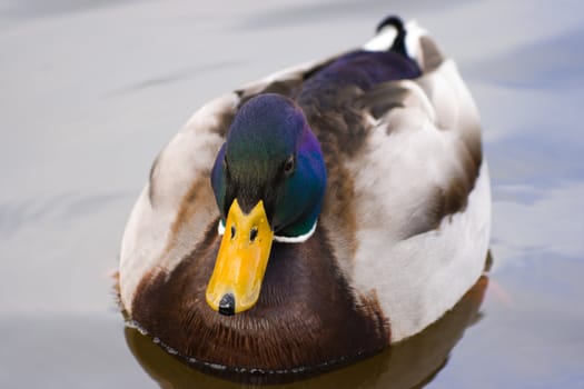 Male mallard or wild duck swimming on cloudy winter day