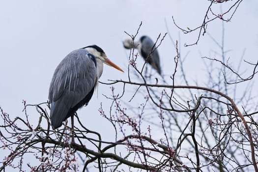 Grey herons in a blooming tree in spring - horizontal image