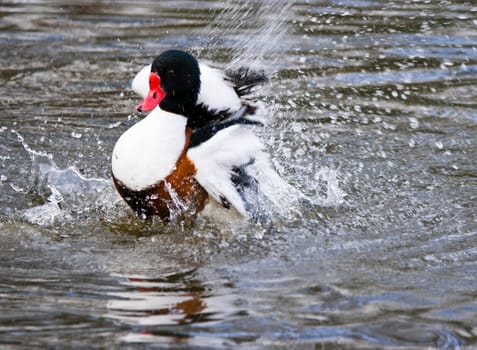 Common Shelduck splashing in water on cloudy day in winter