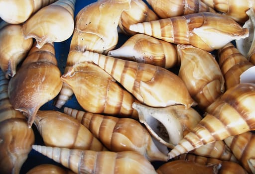 Seashells from the Mediterranean which can be used as a background